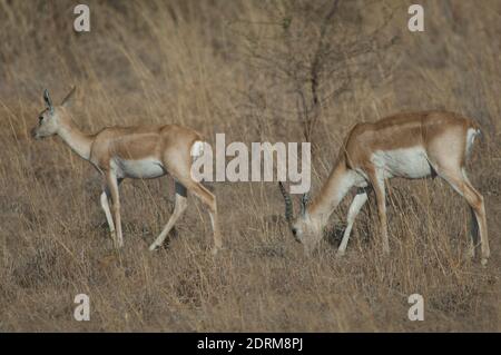 Paar Schwarzböcke Antilope cervicapra in Devalia. Gir Sanctuary. Gujarat. Indien. Stockfoto