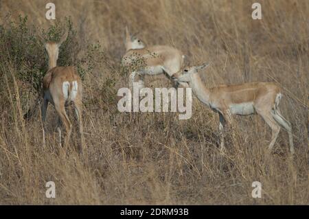 Weibchen und Jungmännchen von Blackbuck Antilope cervicapra. Devalia. Gir Sanctuary. Gujarat. Indien. Stockfoto