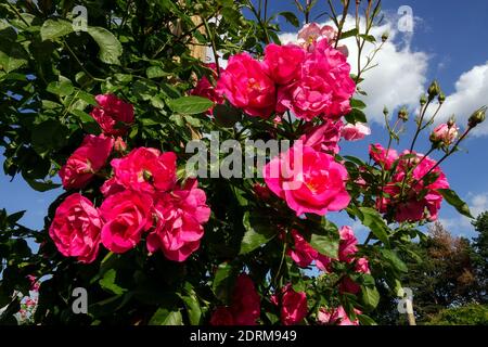 Roter Busch Rosen Rosa „Mary Wallace“, roter Garten Rosen Stauden, Rührei, blauer Himmel Stockfoto