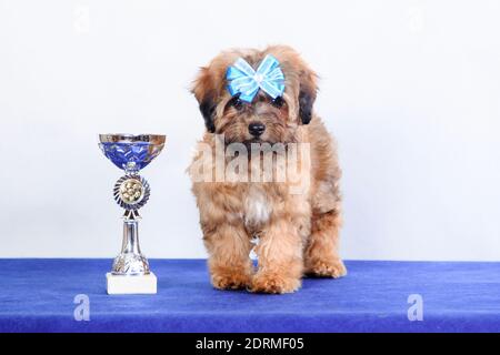 Kleiner Eichhörnchen Ingwer Welpe, Rasse russischen farbigen Lapdog, steht neben dem Siegerpokal auf einem weiß-blauen Hintergrund, im Studio, drinnen Stockfoto