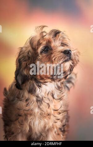 Ein kleiner lockiger roter Welpe, Rasse russisch gefärbte Lapdog, auf einem Herbst orange gefleckt Hintergrund, im Studio, drinnen Stockfoto