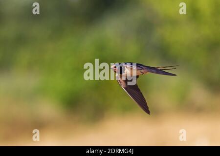 Stallschwalbe fliegt über das Feld, Vögel und Wildtiere Stockfoto