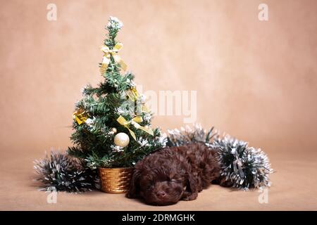 Kleiner brauner Welpe Rasse russisch gefärbte Lapdog, schlief unter einem Weihnachtsbaum Stockfoto