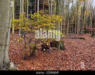 Ein Stand von Buchen in Bacton Woods, Norfolk mit den Farben der Herbstblätter noch auf einem Sling mit tiefen Blattstreu auf dem Boden. Stockfoto