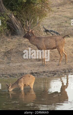 Paar sambar Cervus unicolor in einer Lagune. Keoladeo Ghana National Park. Bharatpur. Rajasthan. Indien. Stockfoto