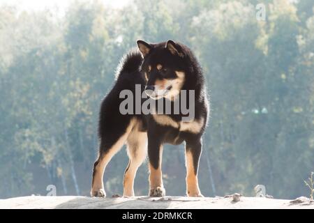 Schwarz und braun Hund, japanische Shiba Inu Rasse, im Freien, auf einem Dais im Herbst in der Sonne stehen Stockfoto