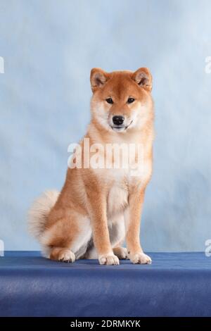 Auf dem rothaarigen Hund der japanischen Rasse Shiba Inu sitzt Ein blauer Hintergrund in einem Fotostudio drinnen Stockfoto