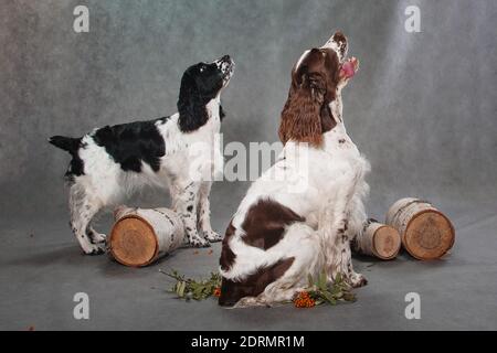 Zwei Hunde der Springer Spaniel Rasse, braun und weiß, und schwarz und weiß auf einem grauen Hintergrund in einem Fotostudio drinnen mit Birkenstu Stockfoto