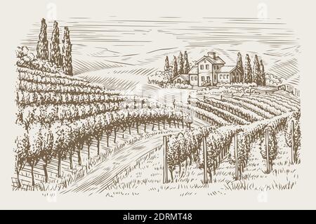 Weinberglandschaft Jahrgang. Handgezeichnete Skizzenvektordarstellung Stock Vektor