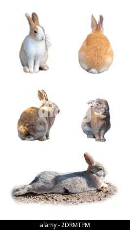 Viele Vielfalt Aktion von entzückenden Hase Kaninchen auf weißem Hintergrund Stockfoto