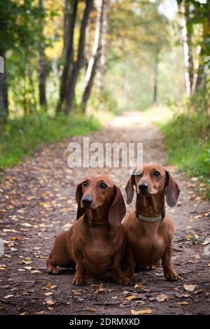 Zwei Hunde der Rasse Dachshund, rot, sitzen auf einem Waldweg im Herbstwald und posieren Stockfoto