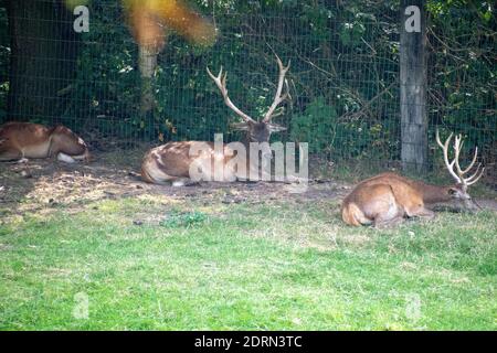 Eine selektive Fokusaufnahme von Hirsen, die im Wildpark ruhen Schwarze Berge Stockfoto