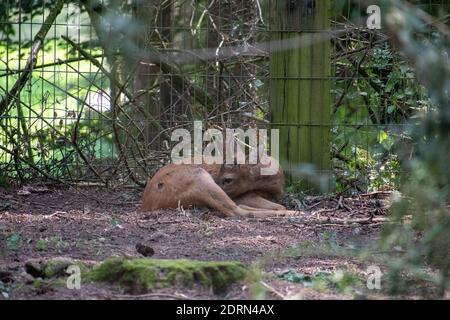 Eine selektive Fokusaufnahme eines Rehe gefangen Wildpark Schwarze Berge Stockfoto