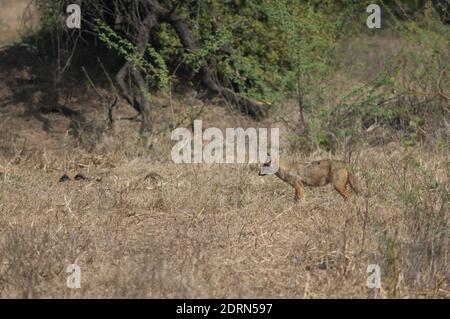 Goldener Schakal Canis aureus indicus. Keoladeo Ghana National Park. Bharatpur. Rajasthan. Indien. Stockfoto