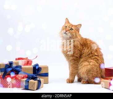 Erwachsene Ingwer Katze sitzt in der Mitte der Boxen mit Seidenband gebunden, Geschenke und ein Tier auf weißem Hintergrund, Geburtstagskarte, Valentinstag Stockfoto