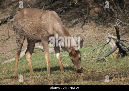 Sambar Hirsch Rusa einfarbig Fütterung. Keoladeo Ghana National Park. Bharatpur. Rajasthan. Indien. Stockfoto