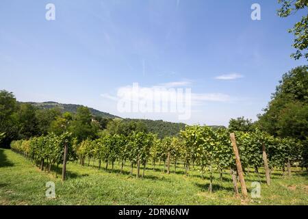 Weinberg aus Reihen von Weintrauben produziert Chardonnay, auf einem Hügel während eines sonnigen Nachmittags, in Fruska Gora Berg in Serbien genommen, in einem Schloss p Stockfoto