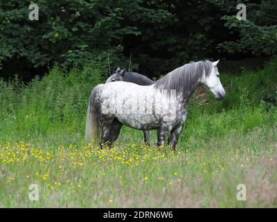 Zwei hübsche graue Pferde stehen nebeneinander in einem Sommer-Paddock. Stockfoto