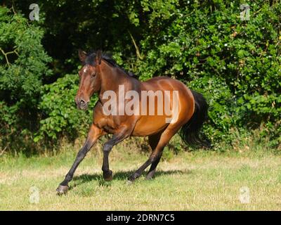 Ein junges spanisches Lorbeerpferd spielt und gantcht um ein Paddock herum. Stockfoto