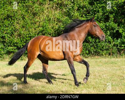 Ein junges spanisches Lorbeerpferd spielt und gantcht um ein Paddock herum. Stockfoto