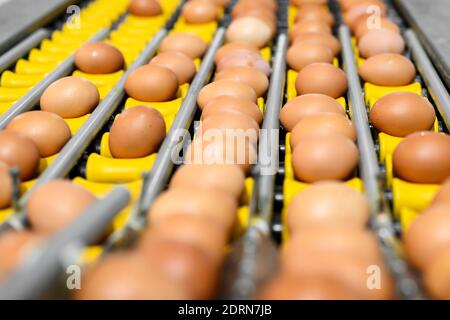 Hühnereier bewegen sich auf einem Förderband in einer Geflügelfarm. Konzept der Lebensmittelindustrie, Hühnereiproduktion. Hochwertige Fotos Stockfoto