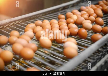 Hühnereier bewegen sich auf einem Förderband in einer Geflügelfarm. Konzept der Lebensmittelindustrie, Hühnereiproduktion. Hochwertige Fotos Stockfoto