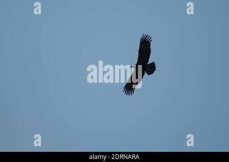 Steppenadler Aquila nipalensis im Flug. Keoladeo Ghana National Park. Bharatpur. Rajasthan. Indien. Stockfoto