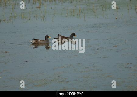 Moorhühner Gallinula chloropus in einem Teich. Keoladeo Ghana National Park. Bharatpur. Rajasthan. Indien. Stockfoto