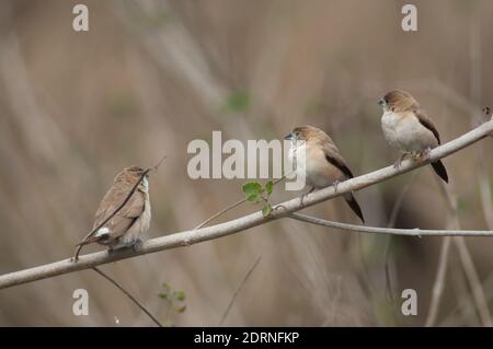 Indischer Silberschnabel Eurodice malabarica auf einem Zweig. Keoladeo Ghana National Park. Bharatpur. Rajasthan. Indien. Stockfoto