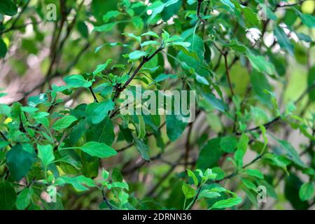 Basil Plant Green Blätter abstrakten Hintergrund Stockfoto