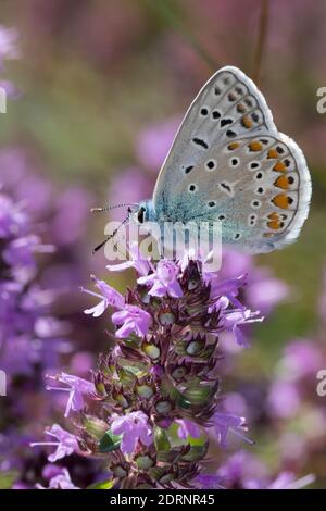 Hauhechelbläuling, Hauhechel-Bläuling, Gemeiner Bläuling, Wiesenbläuling, Blütenbesuch an Thymian, Thymus, Polyommatus icarus, Lycaena icarus, gemeinsam Stockfoto