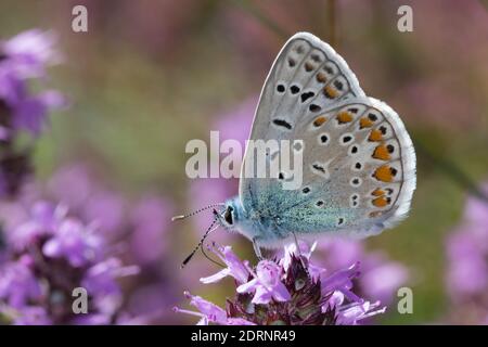 Hauhechelbläuling, Hauhechel-Bläuling, Gemeiner Bläuling, Wiesenbläuling, Blütenbesuch an Thymian, Thymus, Polyommatus icarus, Lycaena icarus, gemeinsam Stockfoto