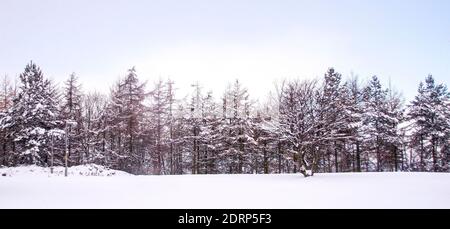 Eine Winterlandschaft mit schneebedeckten Bäumen entlang der Dundee Kingsway West Doppelstraße im Nordosten Schottlands, Großbritannien Stockfoto