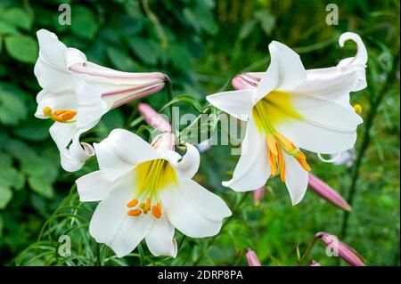 Lilium regale eine weiße Sommerblütenpflanze, die allgemein als Königslilie oder Königslilie bekannt ist, Stockfoto Stockfoto