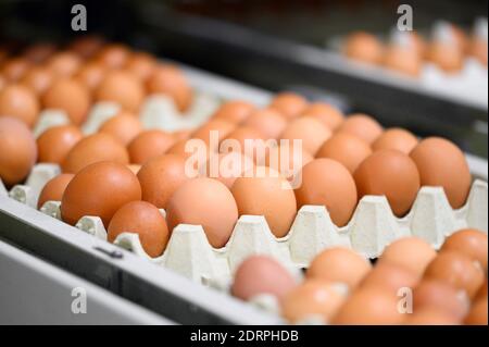Hühnereier bewegen sich auf einem Förderband in einer Geflügelfarm. Konzept der Lebensmittelindustrie, Hühnereiproduktion. Hochwertige Fotos Stockfoto