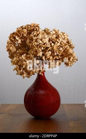Trockene Hortensien in einer roten Vase auf einem Holztisch Stockfoto