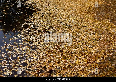 Die Oberfläche des Teiches ist mit gelben Herbstbirkenblättern bedeckt. Symbol des Herbstes, fallende Blätter auf dem Wasser. Hintergrundtextur für Design Stockfoto