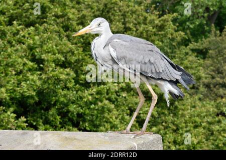 Graureiher im Hyde Park, London Stockfoto