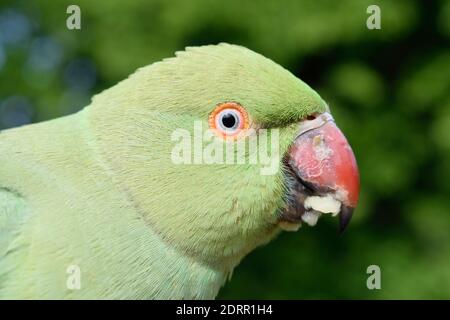 Rose-Ringed Sittich in einem Park in London essen Apfel Stockfoto