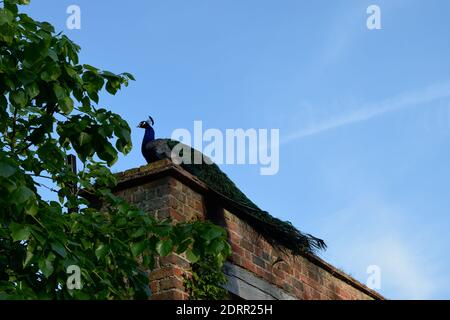 Pfau an einer Mauer im Holland Park, London Stockfoto