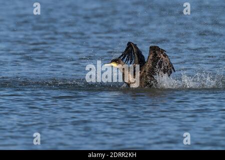 Kormoran-Phalacrocorax carbo wäscht seine Flügel. Stockfoto