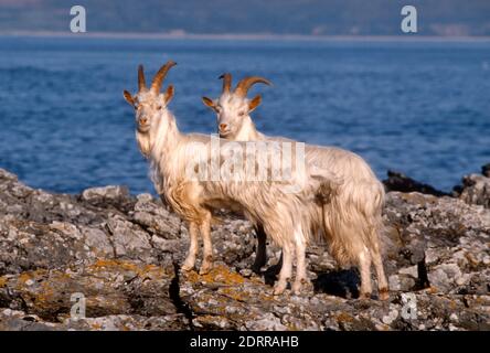 Zwei wilde oder wilde Ziegen, Capra hircus in der Carradale Bay, Mull of Kintyre, Schottland Stockfoto