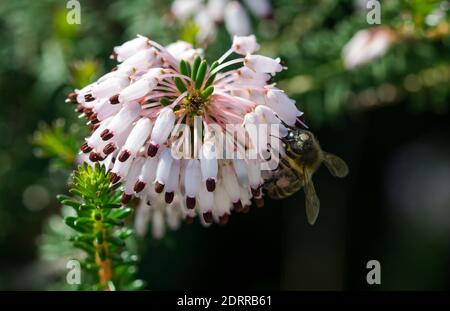 Eine selektive Fokusaufnahme einer Biene, die Pollen sammelt Mediterrane Heide Blumen (Erica multiflora) Stockfoto