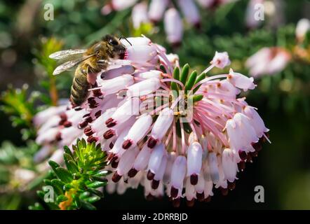 Eine selektive Fokusaufnahme einer Biene, die Pollen sammelt Mediterrane Heide Blumen (Erica multiflora) Stockfoto