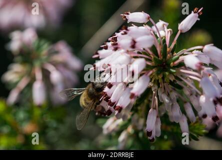 Eine selektive Fokusaufnahme einer Biene, die Pollen sammelt Mediterrane Heide Blumen (Erica multiflora) Stockfoto