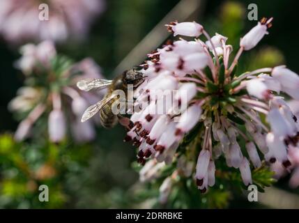 Eine selektive Fokusaufnahme einer Biene, die Pollen sammelt Mediterrane Heide Blumen (Erica multiflora) Stockfoto