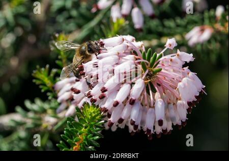 Eine selektive Fokusaufnahme einer Biene, die Pollen sammelt Mediterrane Heide Blumen (Erica multiflora) Stockfoto