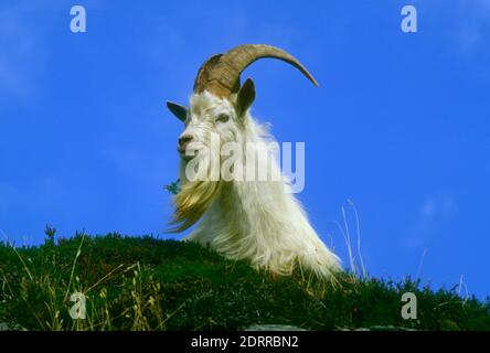 Feral Goat, Carradale Bay, Schottland Stockfoto