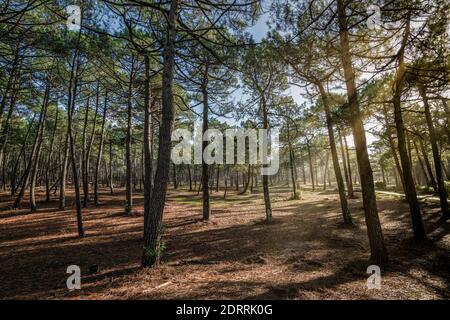 Le Porge, in der Nähe von Lacanau in Médoc, Frankreich. Der Wald von Gascogne Stockfoto