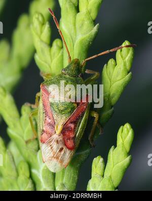 Juniper (Cyphostethus tristriatus Shieldbug) ruht auf Cypress Tree. Tipperary, Irland Stockfoto